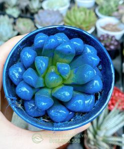 Sen đá kim cương xanh dương