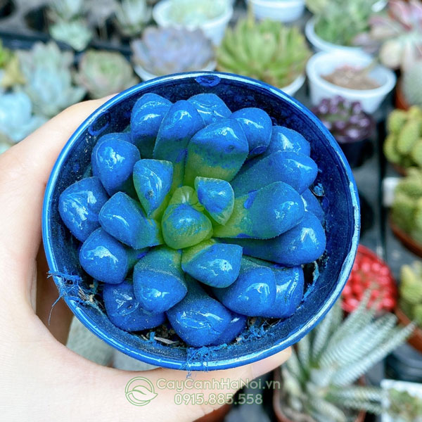 Sen đá kim cương xanh dương