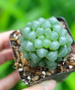 Sen đá kim cương xanh ngọc bích