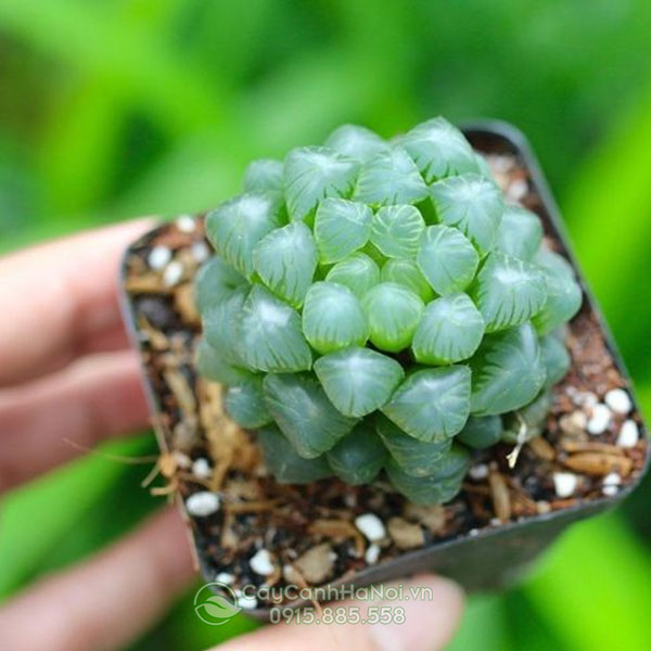 Sen đá kim cương xanh ngọc bích