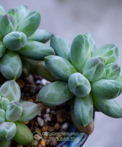 Sen đá kim cương ý nghĩa về sự may mắn
