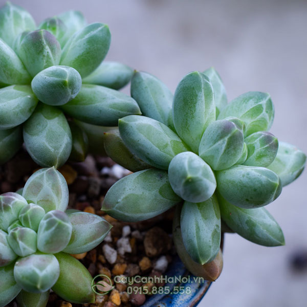 Sen đá kim cương ý nghĩa về sự may mắn