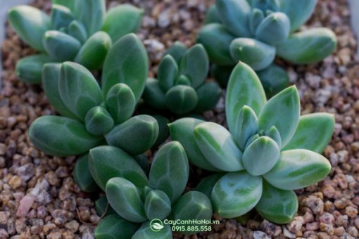 Ý nghĩa của sen đá kim cương xanh