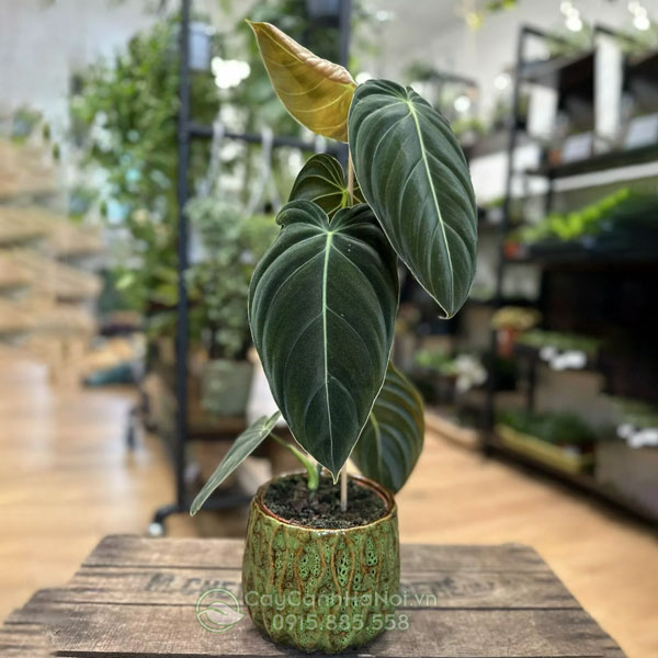 Cây Philodendron Melanochrysum