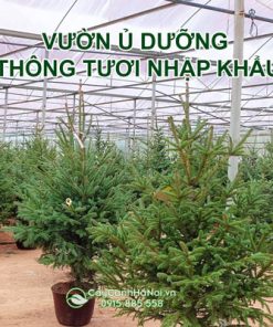 Lưu ý khi chọn mua thông tươi nhập khẩu