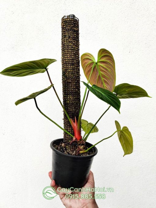 Trồng cây Philodendron "El Choco Red" leo cột