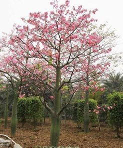 Vườn ươm cây hoa hồng mỹ nhân