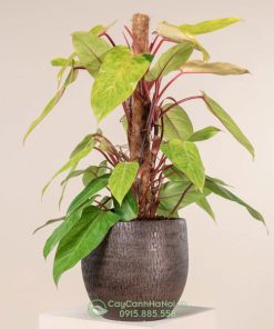 Cây Philodendron Painted Lady leo cột