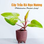 Cây trầu bà họa nương trồng chậu