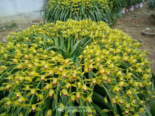 cách cắm địa lan trần mộng