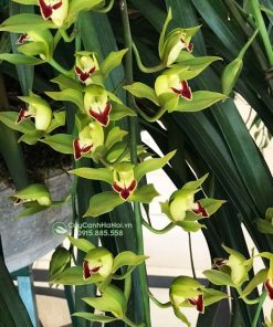 cách làm cho địa lan trần mộng ra hoa