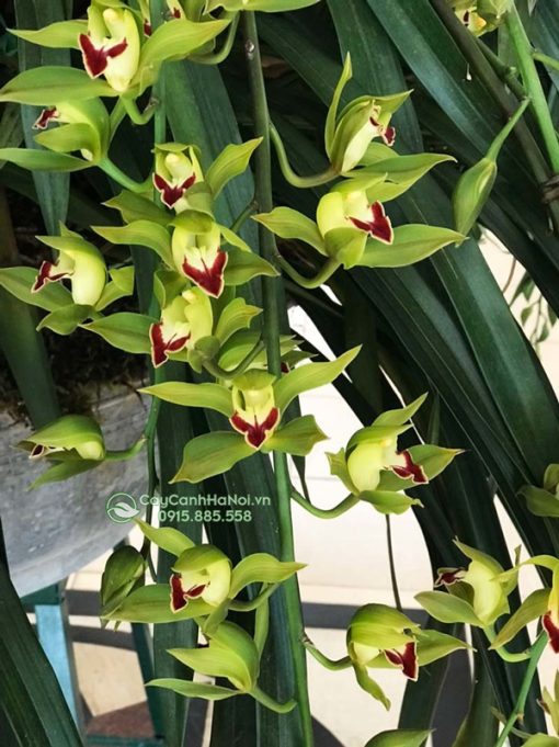 cách làm cho địa lan trần mộng ra hoa