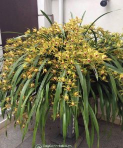 cách trồng hoa lan trần mộng