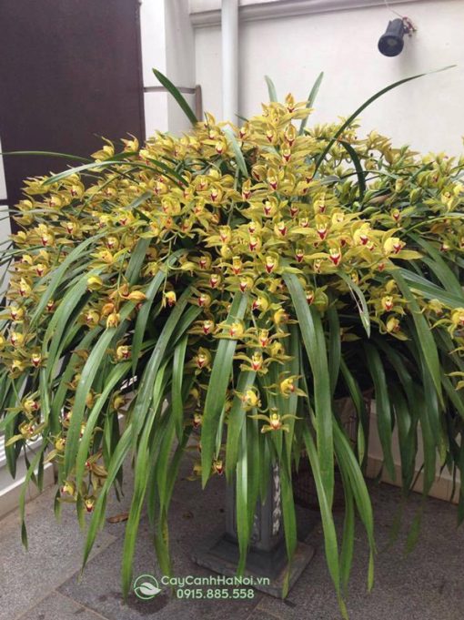 cách trồng hoa lan trần mộng