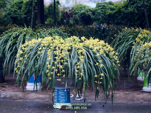 Cách trồng trần mộng