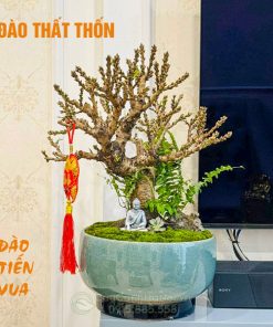 Cây đào thất thốn để bàn