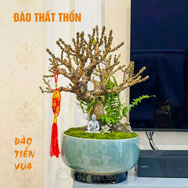 Cây đào thất thốn để bàn