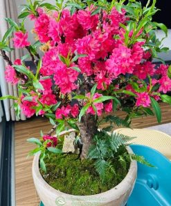 Cây đào thất thốn nở hoa đẹp