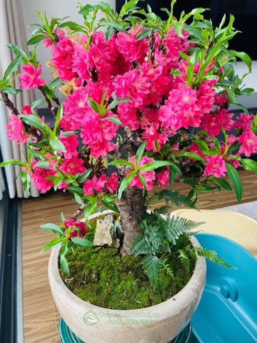 Cây đào thất thốn nở hoa đẹp