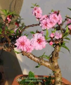 Cây đào thất thốn phai kép