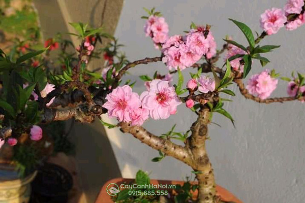 Cây đào thất thốn phai kép