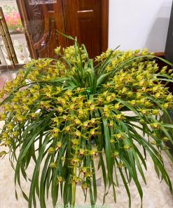 Cây địa lan trần mộng mang đến nhiều điều tốt đẹp