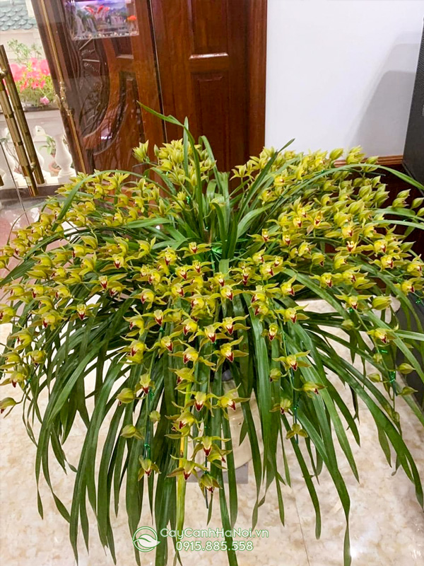 Cây địa lan trần mộng mang đến nhiều điều tốt đẹp