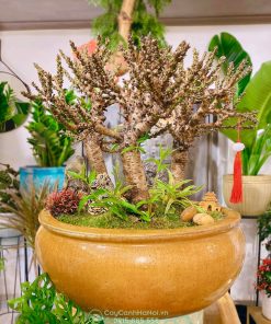 Chậu đào thất thốn 3 thân trang trí Tết