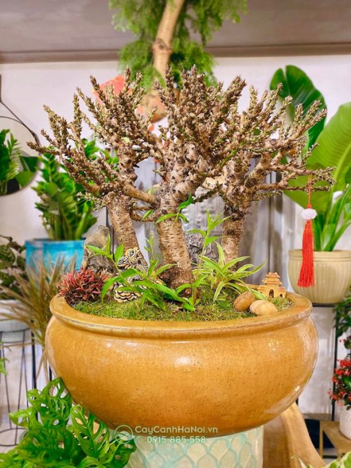 Chậu đào thất thốn 3 thân trang trí Tết