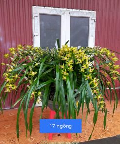 Chậu địa lan kiếm trần mộng 17 cành