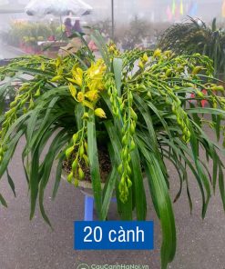 Chậu hoa lan trần mộng 20 cành