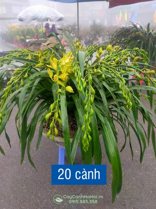 Chậu hoa lan trần mộng 20 cành