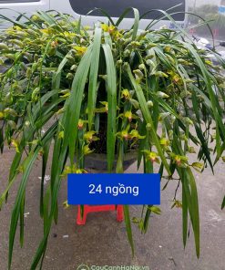 Chậu lan trần mộng 24 cành