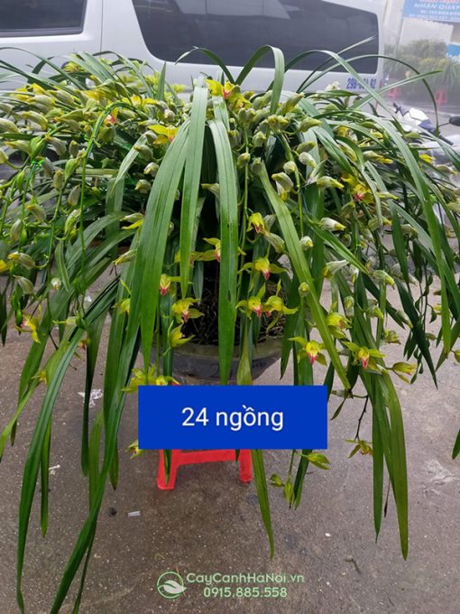 Chậu lan trần mộng 24 cành