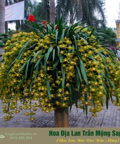 chậu lan trần mộng đẹp