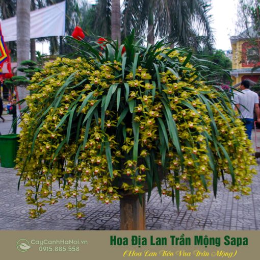 chậu lan trần mộng đẹp