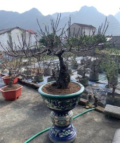 đào thất thốn bonsai