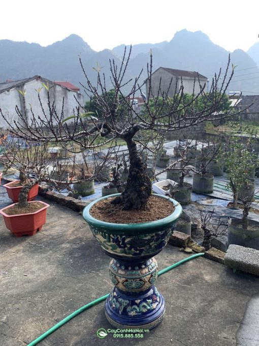 đào thất thốn bonsai