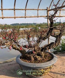 Đào thất thốn cổ