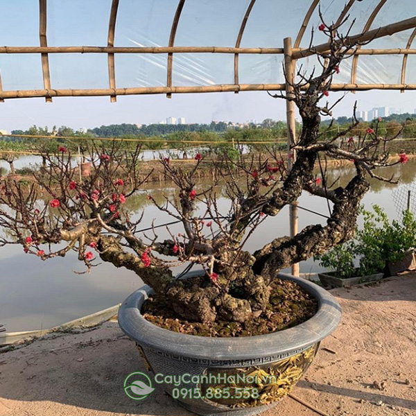 Đào thất thốn cổ