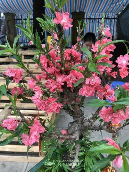 Đào Thất Thốn Đà Lạt