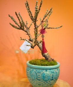 Cây đào thất thốn hoa trắng