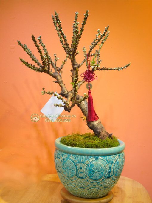 Cây đào thất thốn hoa trắng