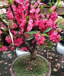Đào thất thốn hồng
