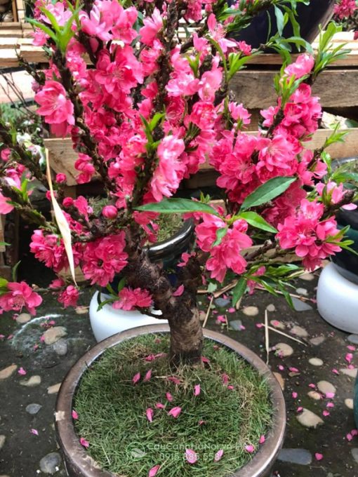 Đào thất thốn hồng