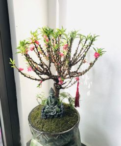 đào thất thốn loại nhỏ