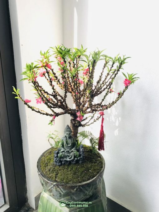 đào thất thốn loại nhỏ