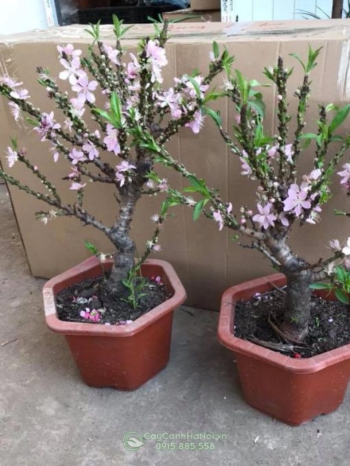 Đào thất thốn phai
