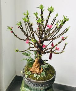 Đào thất thốn trang trí nhà cửa