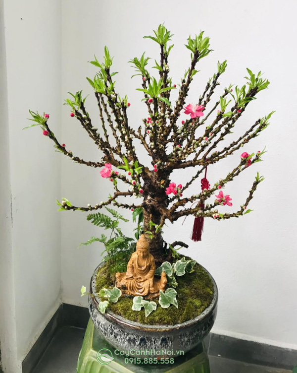 Đào thất thốn trang trí nhà cửa